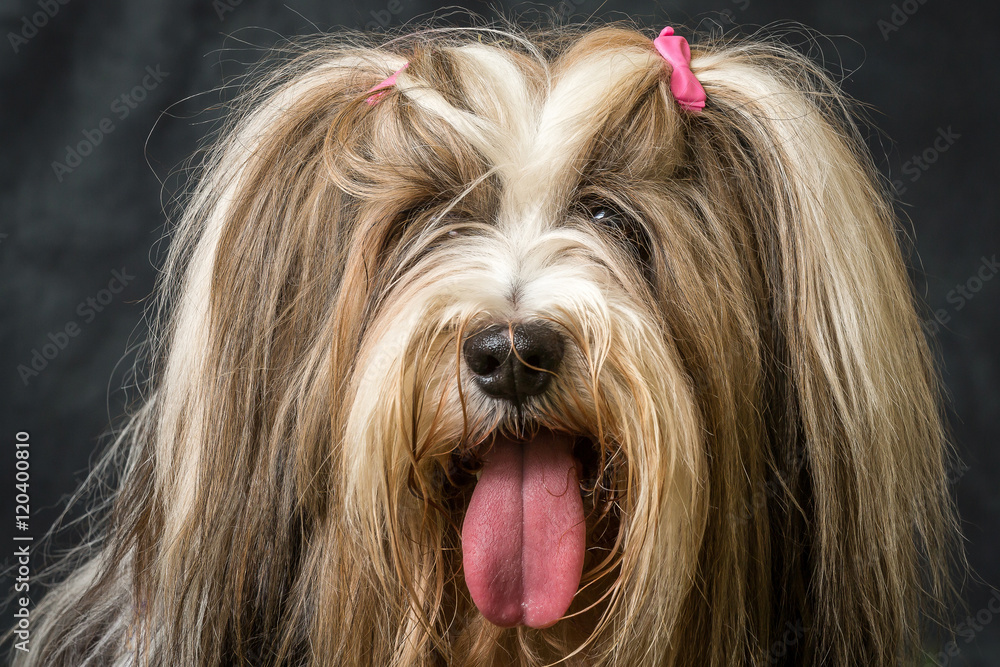 Naklejka premium Tibetan Terrier