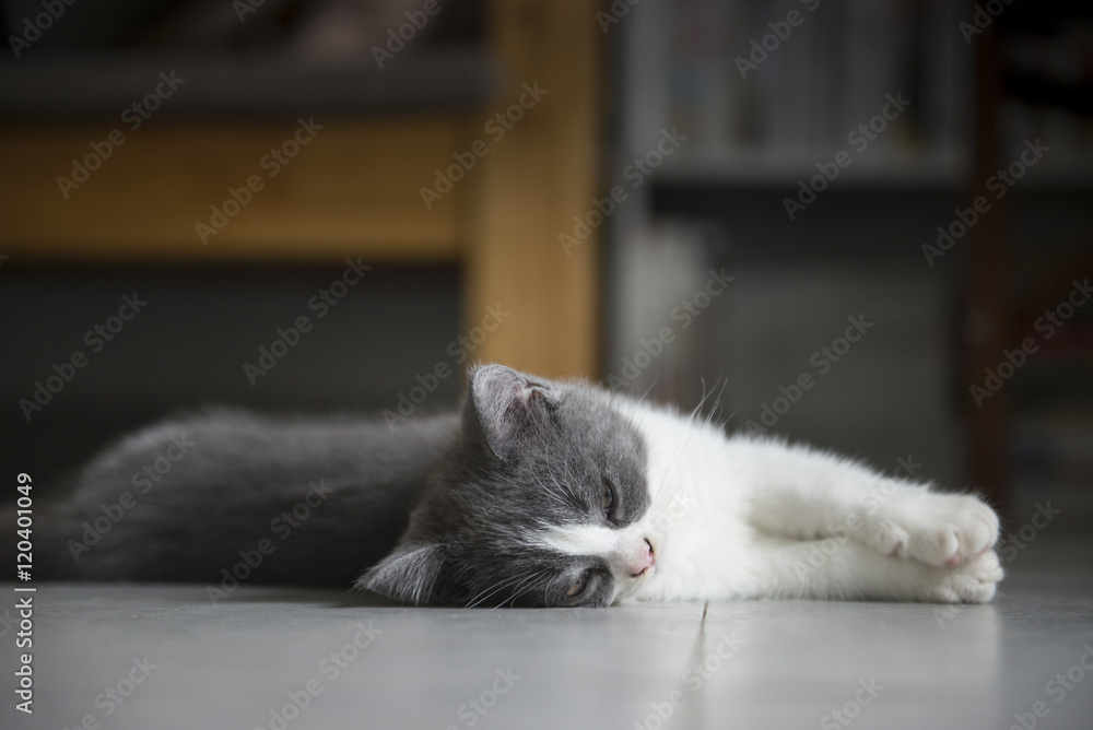 The cute gray kitten