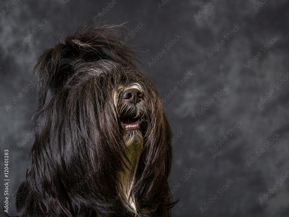 Naklejka premium Tibetan Terrier