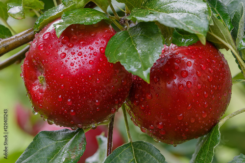 Two ripe, juicy, red apples in drops of rain on a branch surrounded by green leaves. Close-up.