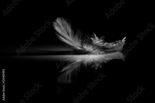 Reflection of feather on a black background