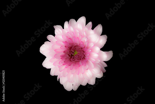 pink flower on black background with soft focus.