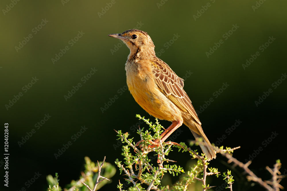 An orange-throated longclaw (Macronyx capensis) sitting on a branch, South Africa. An orange-throated longclaw (Macronyx capensis) sitting on a branch, South Africa.