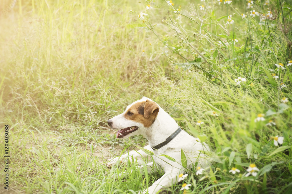 jack russell dog sitting in grass.