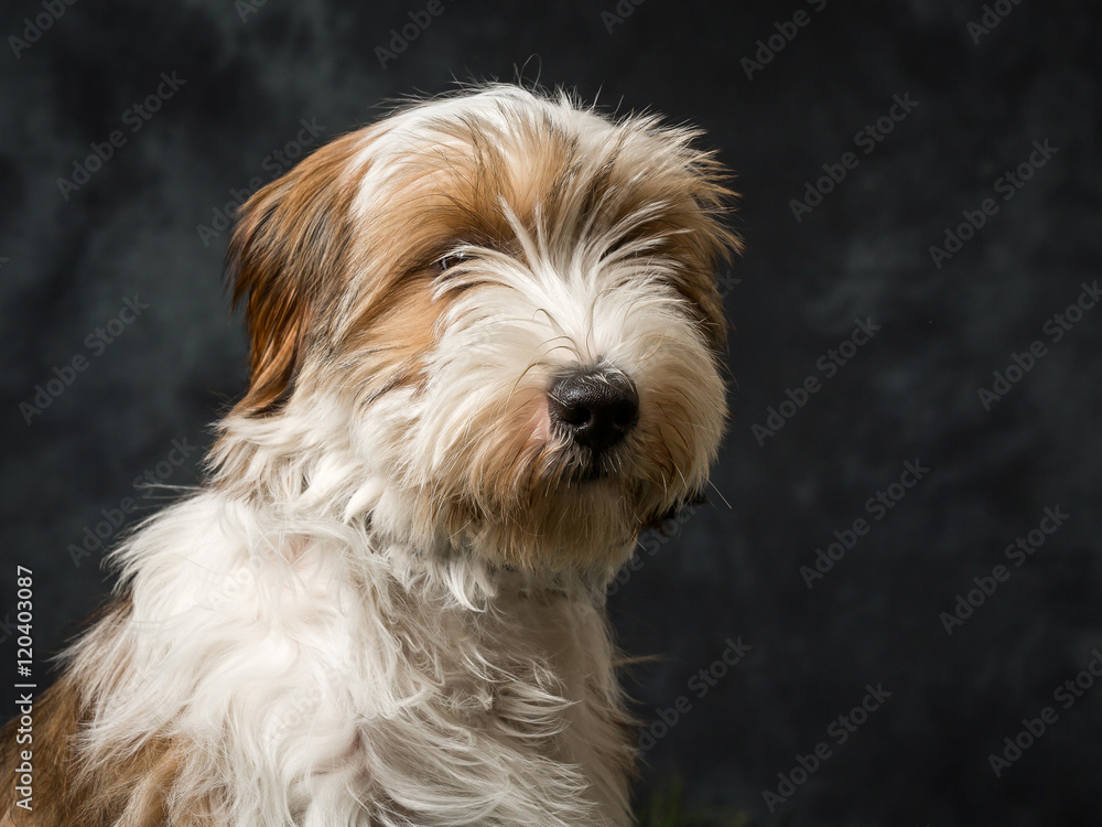 Tibetan Terrier