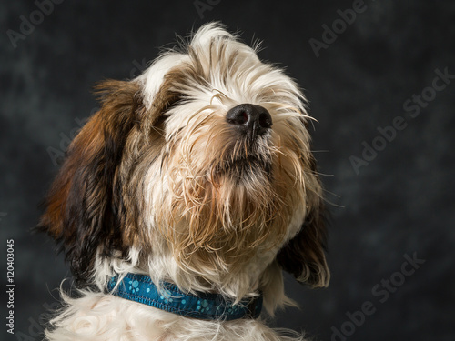 Bild auf Leinwand Tibetan Terrier