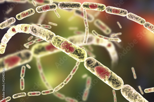 Bacillus anthracis, gram-positive spore forming bacteria which cause anthrax and are used as biological weapon, 3D illustration photo