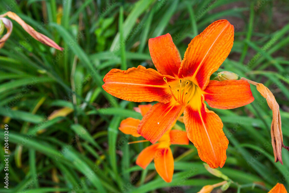 Beautiful flowers outside in the flowerbed Beautiful flowers outside in the flowerbed