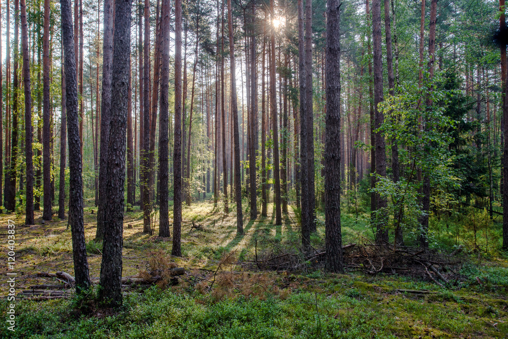 Fototapeta premium Dawn on bilberry glade in the forest 