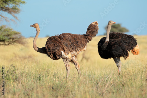 Two ostriches (Struthio camelus) in natural, Mokala National Park, South Africa.