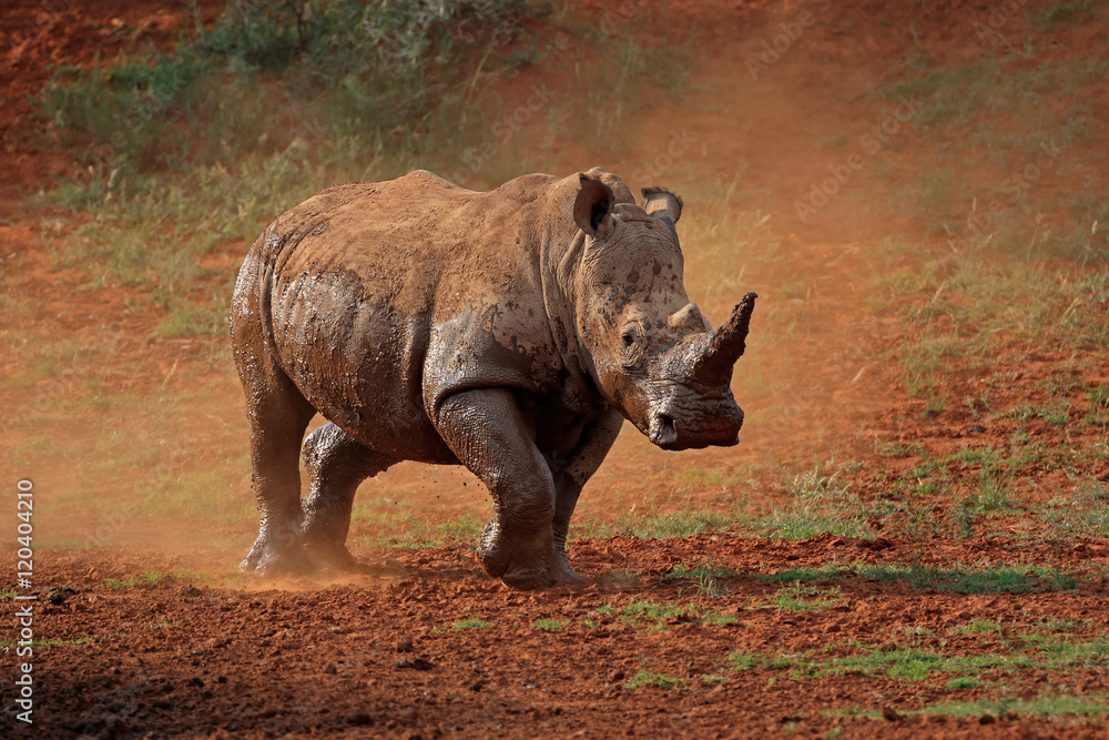 Fototapeta premium A white rhinoceros (Ceratotherium simum) walking in dust, South Africa.
