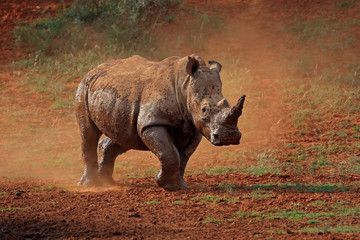 Fototapete Nashorn Ein Breitmaulnashorn (Ceratotherium Simum) zu Fuß im Staub, Südafrika.  © EcoView