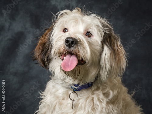 Obraz na plátně Tibetan Terrier