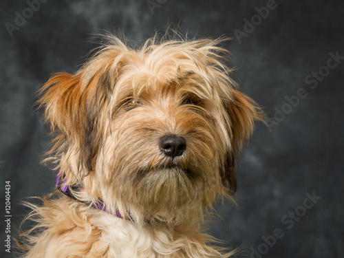 Foto Tibetan Terrier