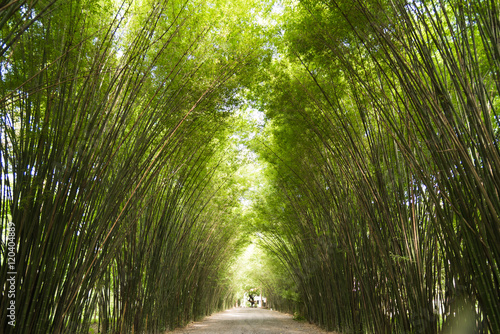 Bamboo Trees Tunnel