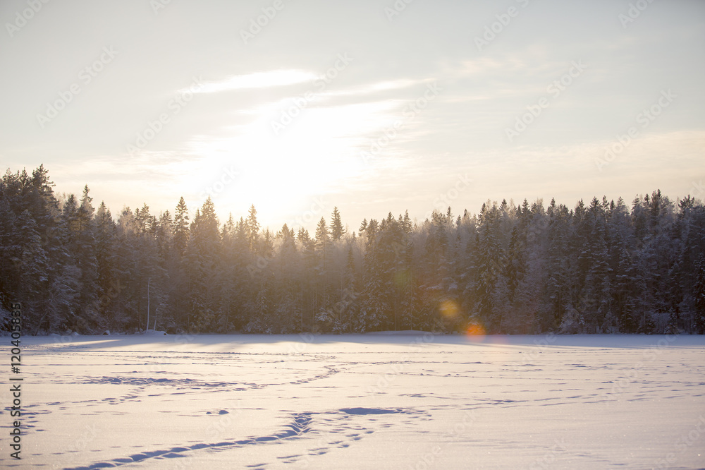 Snowy trees. A real winter wonderland. The trees are covered with snow during a sunny winter day. Flare effect added. Snowy trees. A real winter wonderland. The trees are covered with snow during a sunny winter day. Flare effect added.