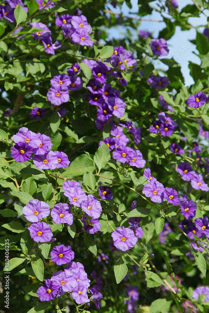 Fototapeta premium Solanum rantonnetii