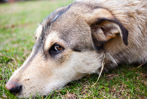 Thoughtful dog