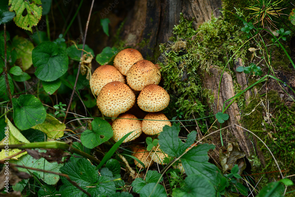 Forest mushroom in natural habitat Forest mushroom in natural habitat