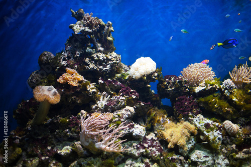 Fototapeta Naklejka Na Ścianę i Meble -  Coral detail in aquarium