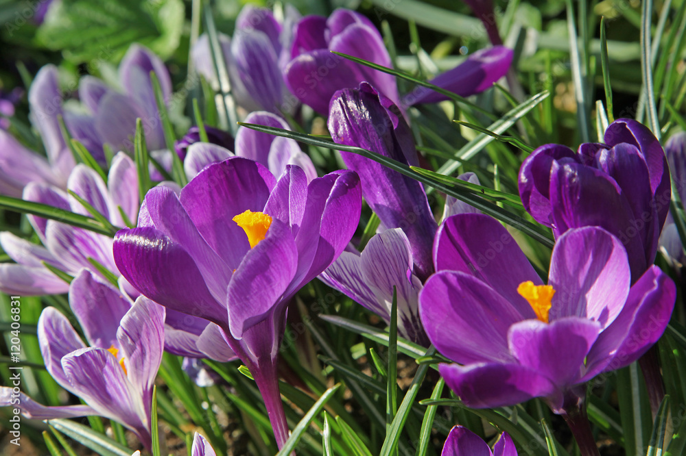 Fototapeta premium Crocus violets