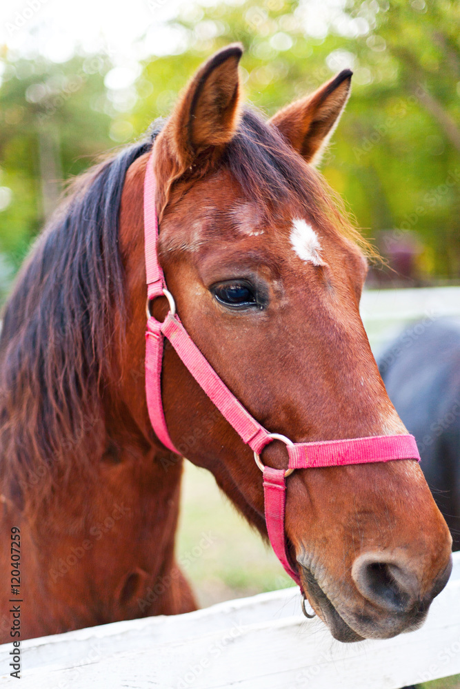 Horse portrait Horse portrait