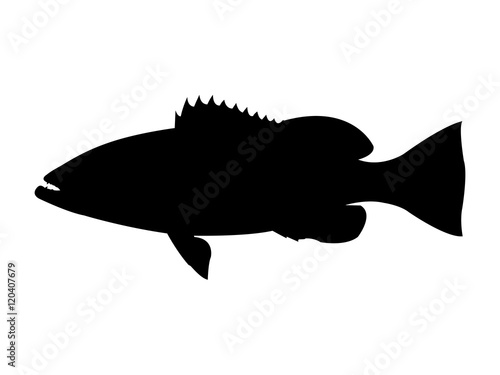 Gag grouper fish silhouette. Vector illustration. photo
