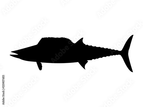 Wahoo fish silhouette. Vector illustration. photo