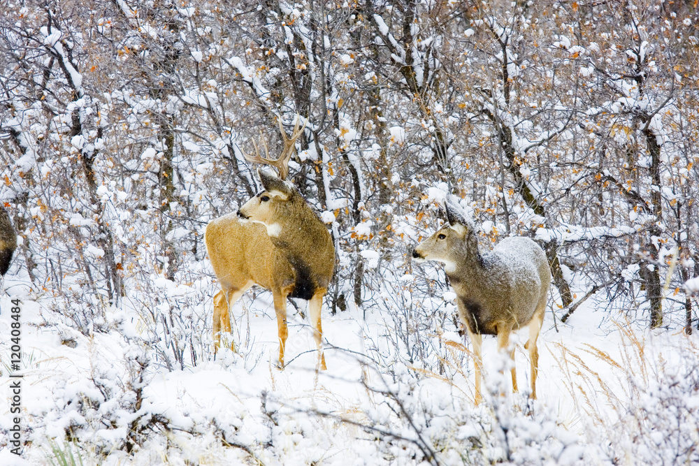 Naklejka premium Snowstorm Deer