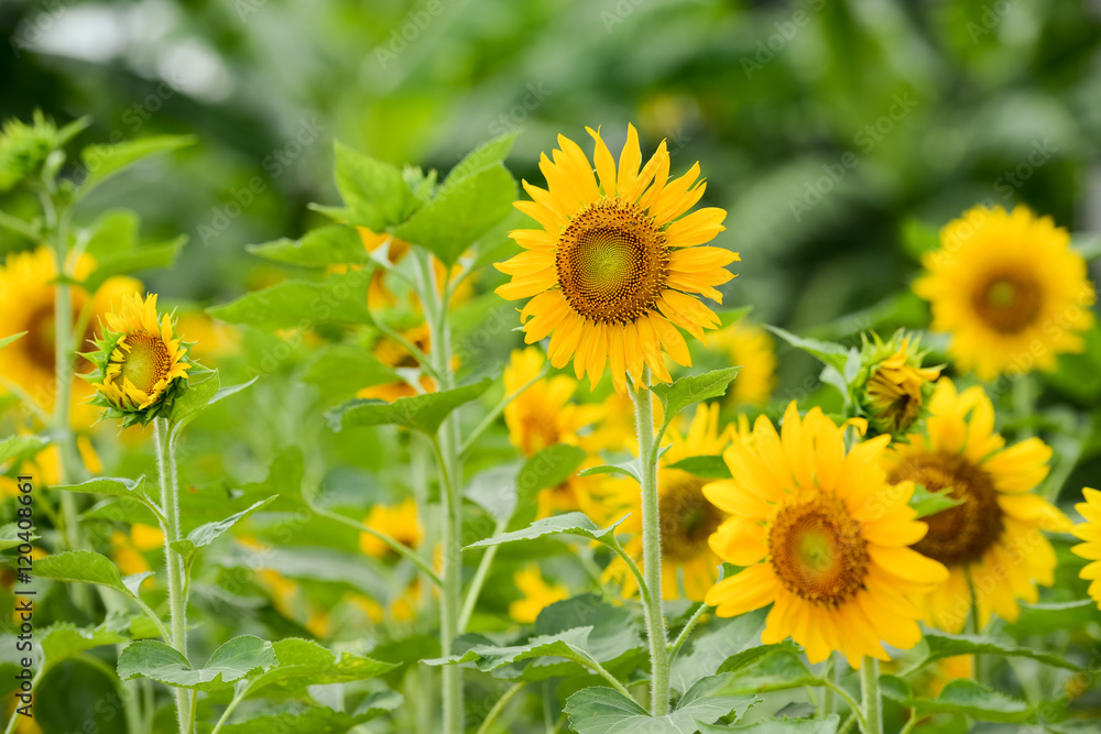 sunflowers field sunflowers field