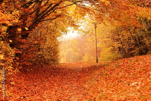 Autumn tree  photo