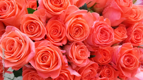 Pink roses, floral background