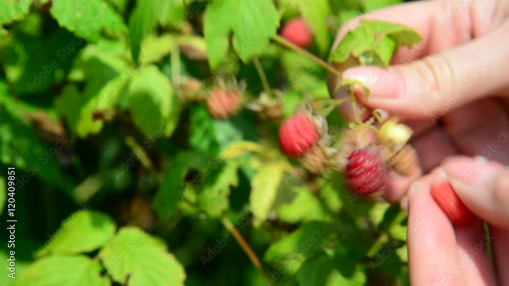 female hands collect raspberries in garden female hands collect raspberries in garden