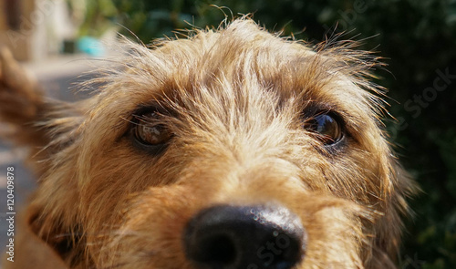 Close up photo of dog. Beautiful brown eyes. Focus on the eyes
