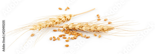 Photographie Ears of wheat isolated on white background