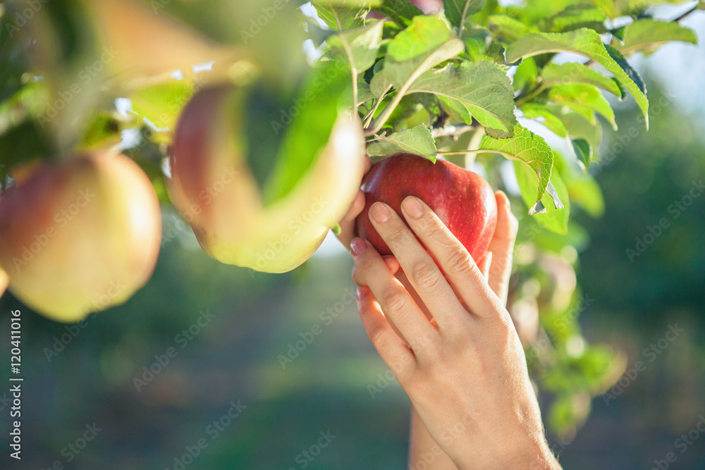 Woman hand picking apple