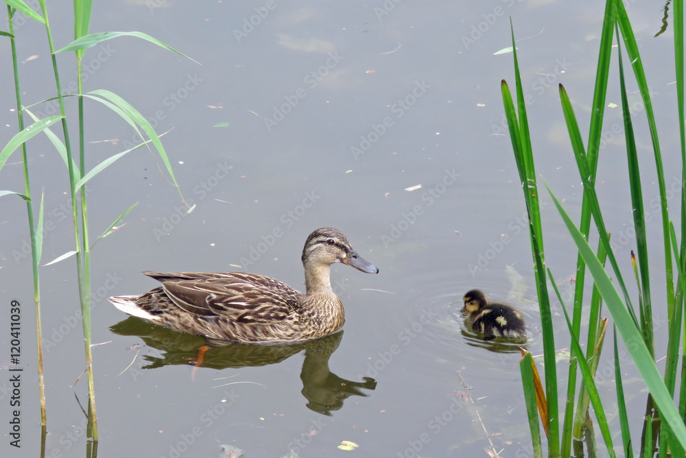 Obraz premium Mother and baby duck swimming on the lake