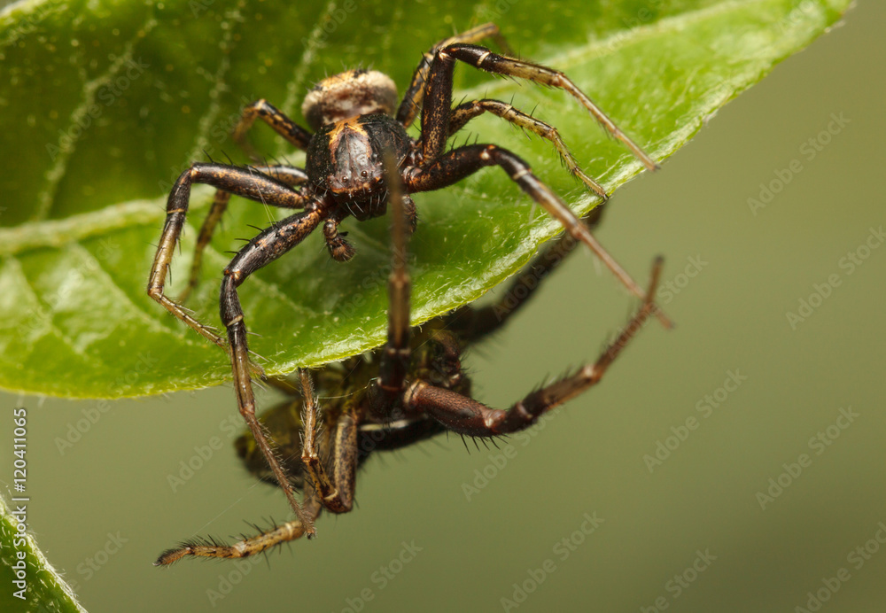 Two spiders roommates Two spiders roommates