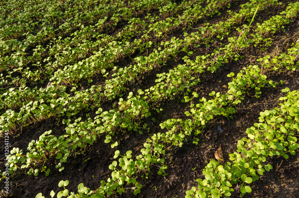 Young wheat seedlings growing in a soil. Young wheat seedlings growing in a soil.