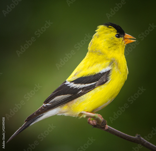 Photography Male American golden finch on twig