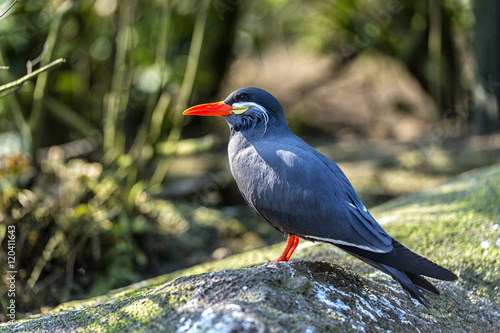Inca tern  photo