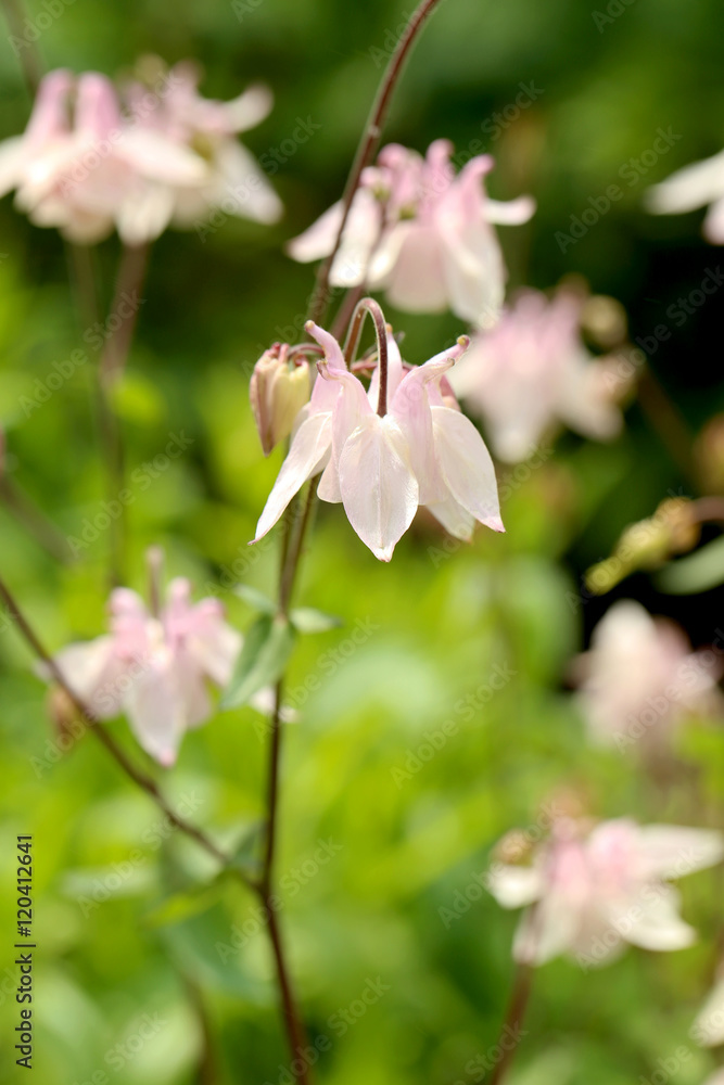 Fototapeta premium Beautiful pink spring flowers on outdoors