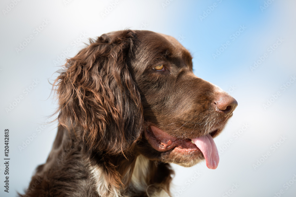 Kleiner Munsterlander dog outdoors in nature Kleiner Munsterlander dog outdoors in nature
