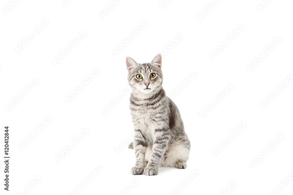 Naklejka premium Beautiful grey cat isolated on a white