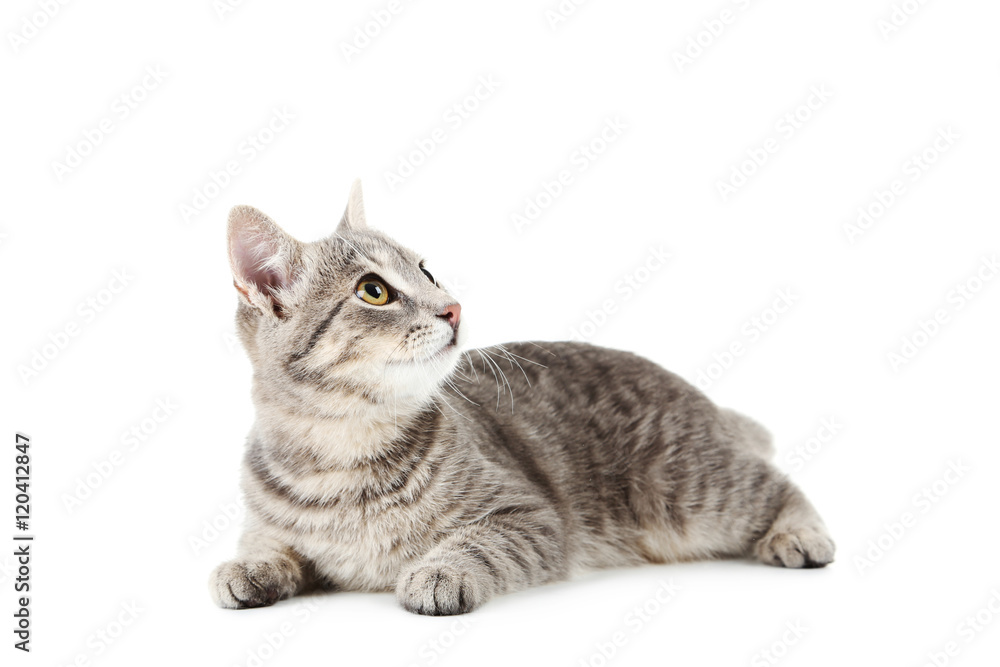 Fototapeta premium Beautiful grey cat isolated on a white