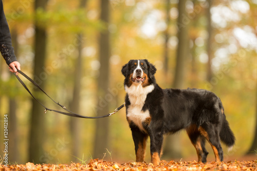 Berner Sennenhund Dog