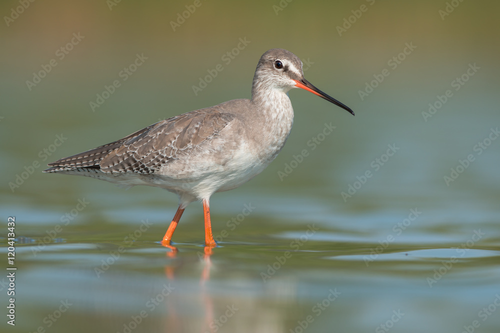 Spotted Redshank (Tringa erythropus) Spotted Redshank (Tringa erythropus)