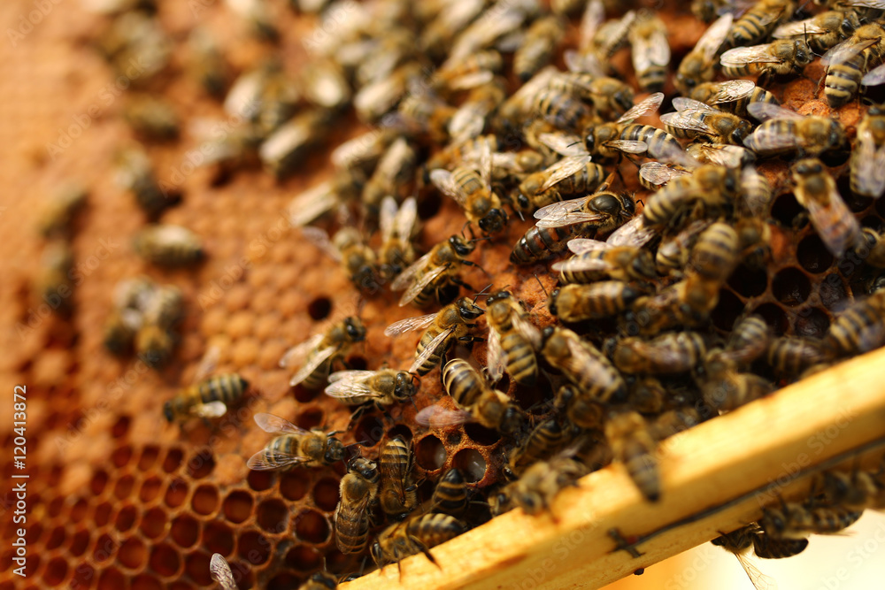 Bees inside a beehive with the queen bee in the middle Bees inside a beehive with the queen bee in the middle