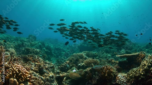Wallpaper Mural Colorful coral reef with school of Striped Large-Eye Breams, Gnathodentex aureolineatus - Emperors, Lethrinidae. Light reflections, sunrays 4k footage Torontodigital.ca