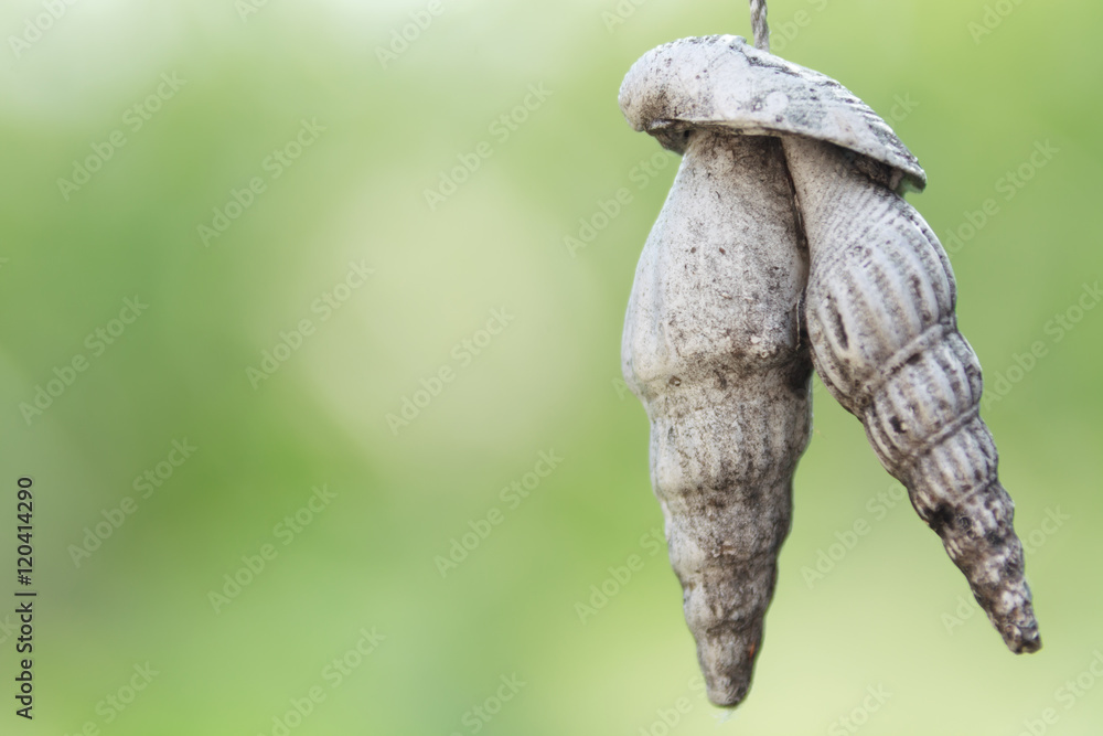 Old sea shell hang mobile hanging outdoor Old sea shell hang mobile hanging outdoor